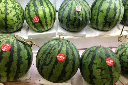 去日本吃瓜视频,一场别开生面的“吃瓜”之旅