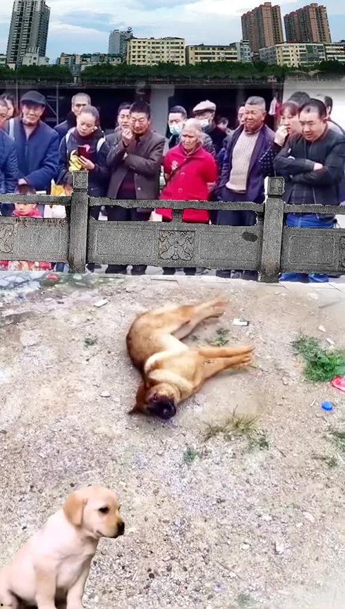 狗狗吃瓜围观视频播放,狗狗围观吃瓜视频引网友热议