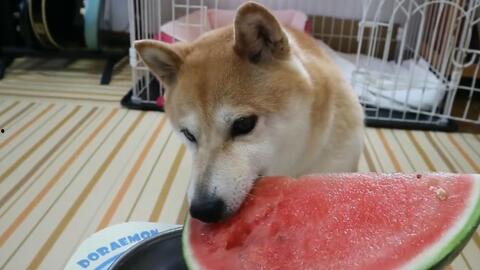 吃瓜柴犬动漫在线观看视频,萌宠动漫盛宴，欢乐无限在线观看