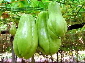 保山人吃佛手瓜视频大全,视频大全带你领略地道风味